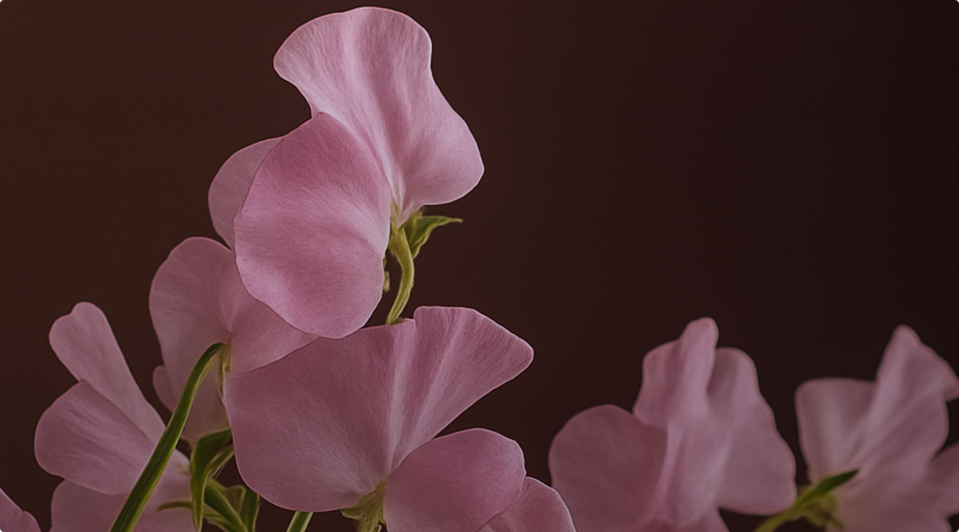 Sweet pea arrangement by Blooming Haus – Creative Director quote backdrop