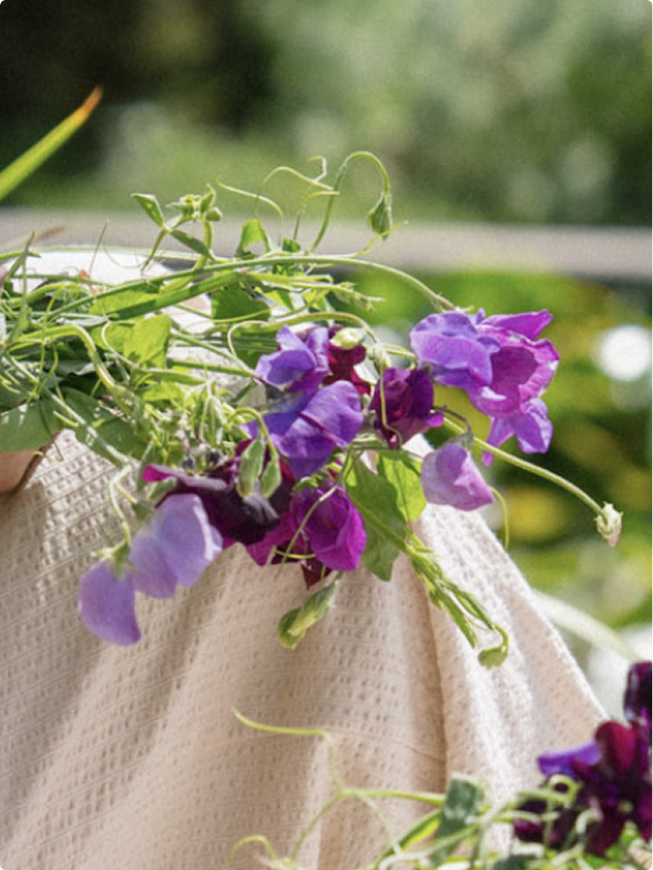 Cascading sweet pea blooms with natural tendrils