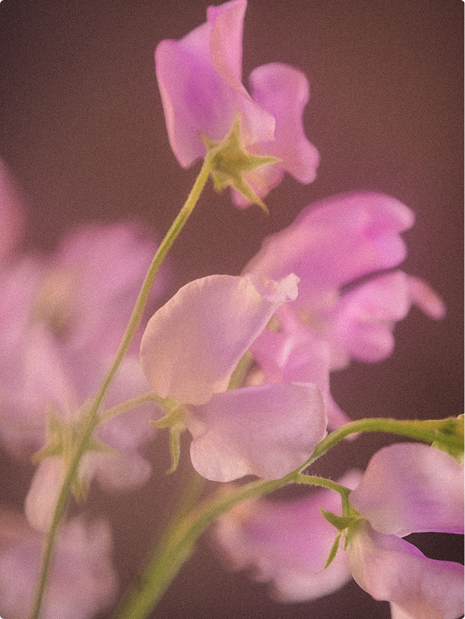 Sweet pea garden styling with complementary foliage