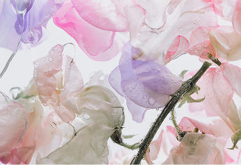 Delicate sweet pea petals with natural colour gradient