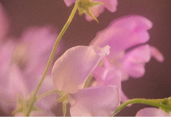 Close-up of sweet pea flowers showcasing their bicolour gradients