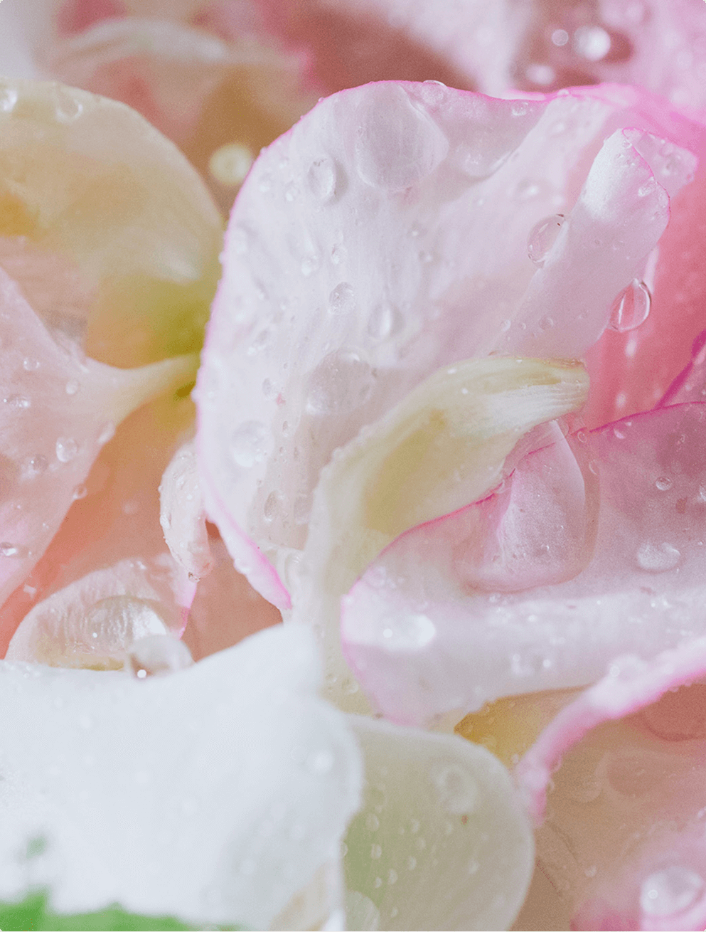 Sweet pea sustainability – nitrogen-fixing, hyper-local, regenerative floristry