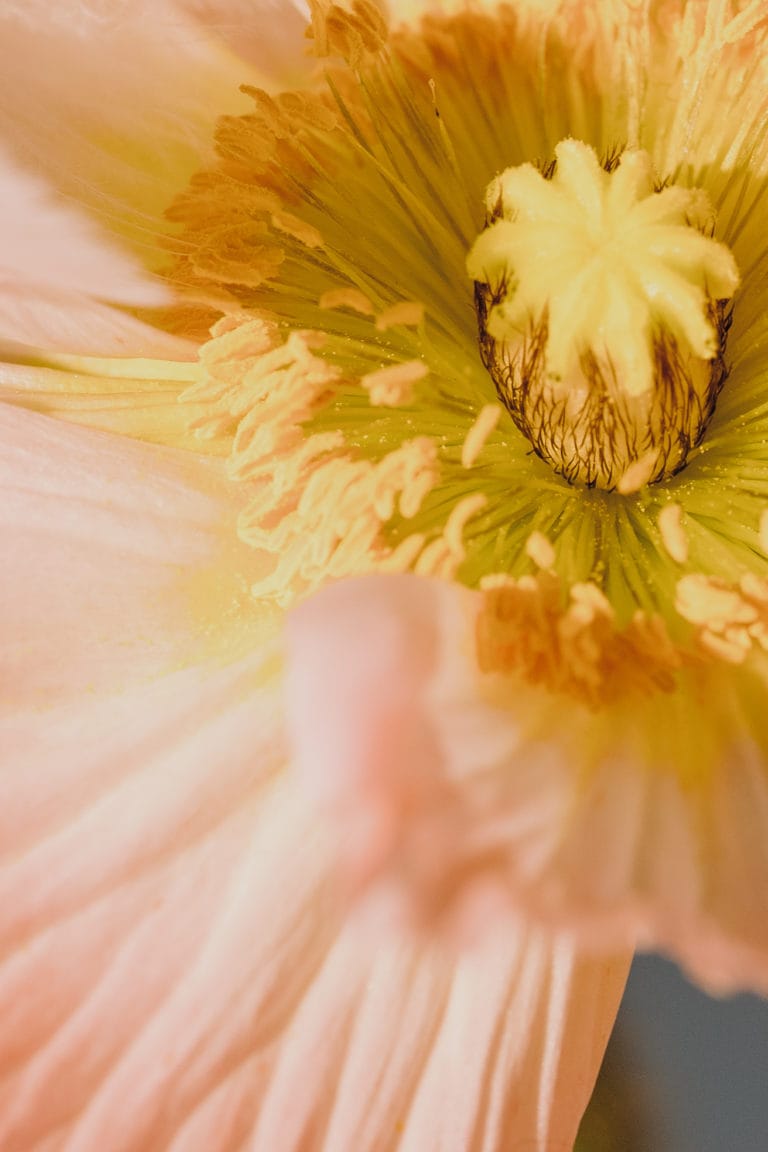 Wedding Flowers by Season: A Guide to What Blooms When