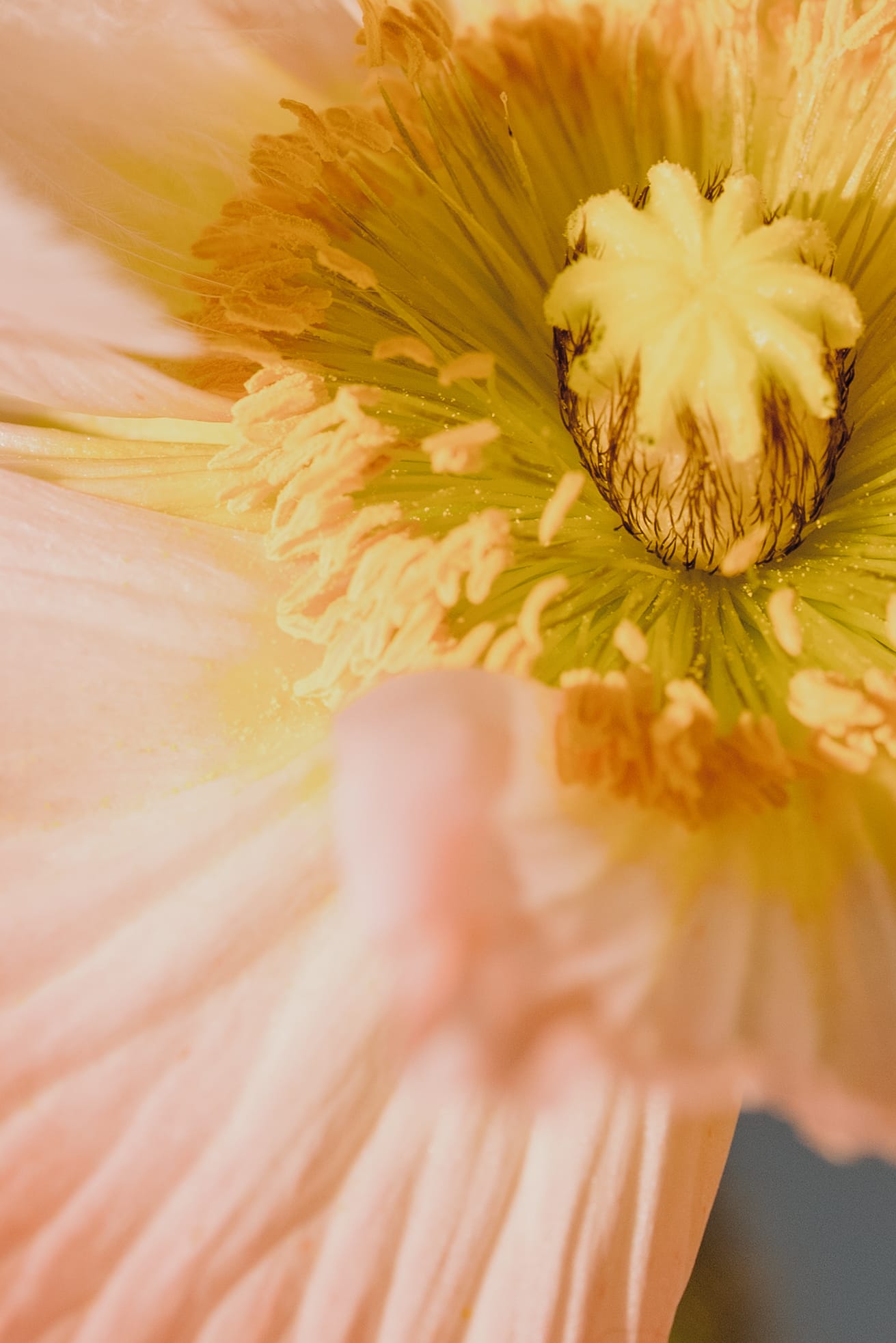 Easter flowers: 10 symbolic choices & their meanings (2026) 3 Easter poppy