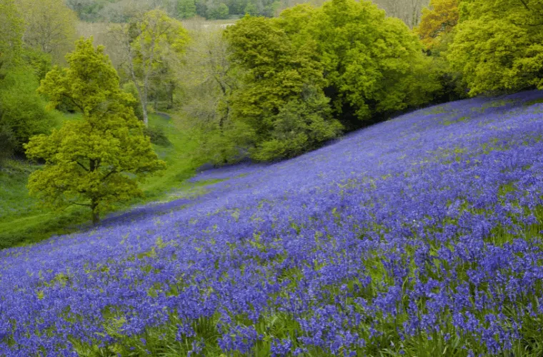 A meadow filled with bluebells