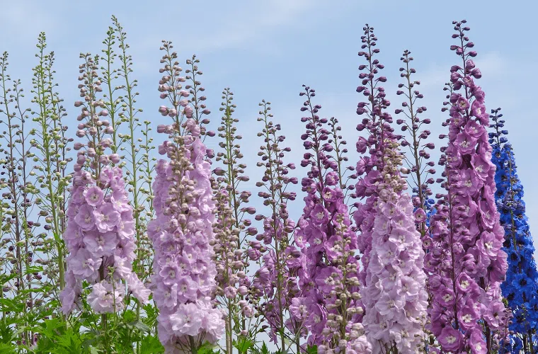 Pink, purple, and blue delphiniums