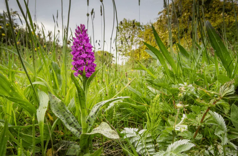 A northern marsh orchid in a field