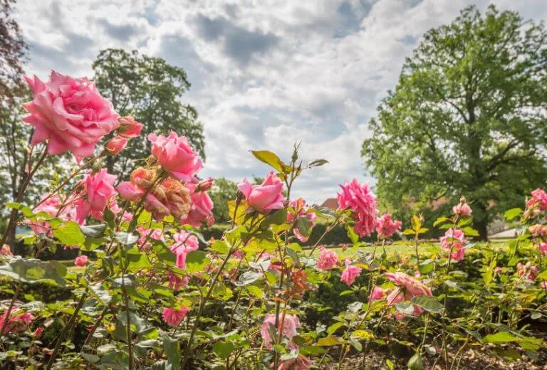Did You Know You Can Use Plants as Natural Pest Control in Your Garden? Here’s how.