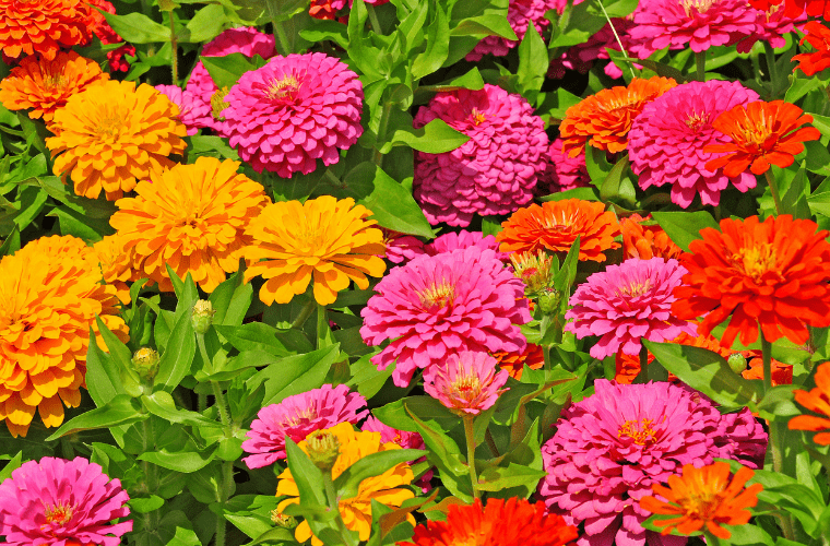 Plants for natural pest control
