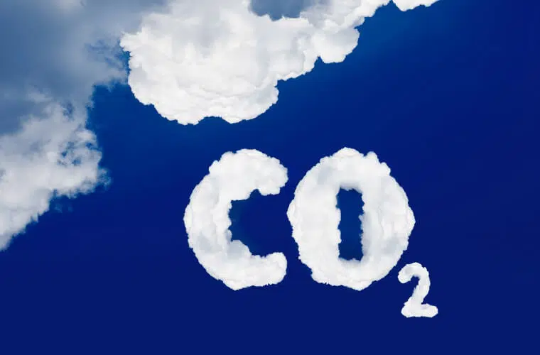 Did you know you can use plants as natural pest control in your garden? Here's how. 12 How to use plants to deter pests