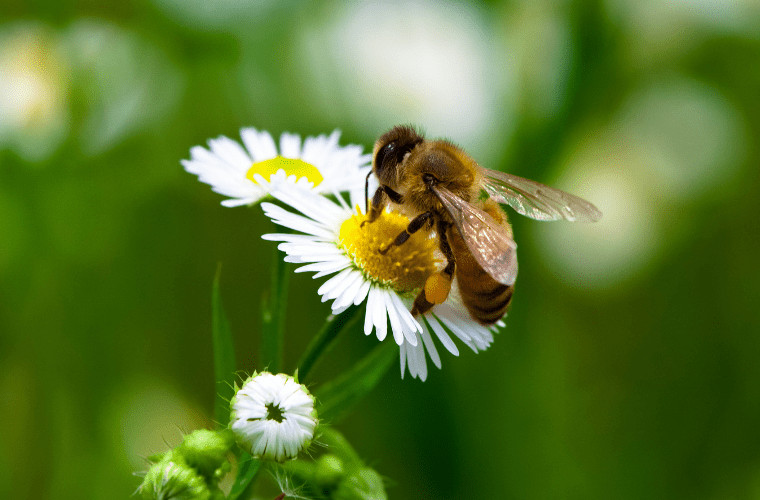 Did you know you can use plants as natural pest control in your garden? Here's how. 1 Plants that act as pest control