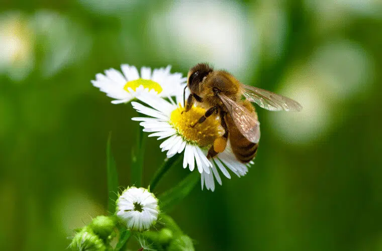 Did you know you can use plants as natural pest control in your garden? Here's how. 15 Plants that act as pest control