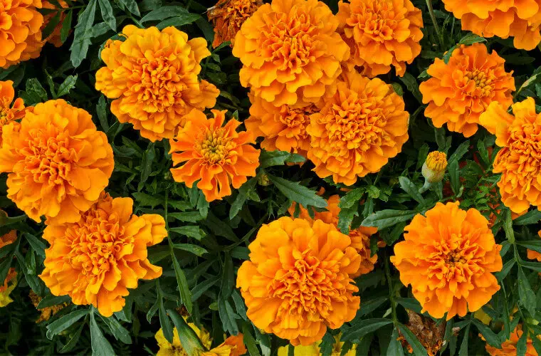 Did you know you can use plants as natural pest control in your garden? Here's how. 2 Which plants to use in your garden to deter pests