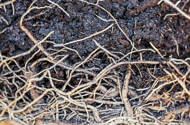 Soil