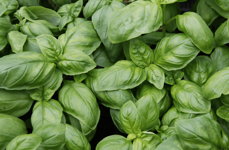 Basil