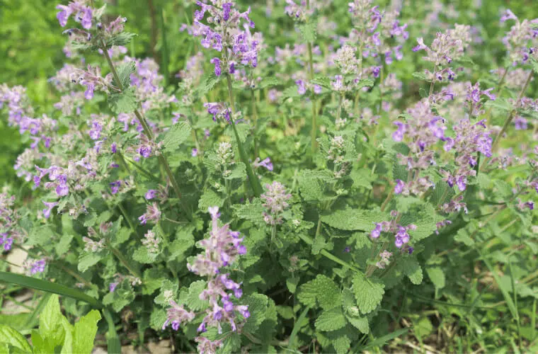 Did you know you can use plants as natural pest control in your garden? Here's how. 4 Catmint