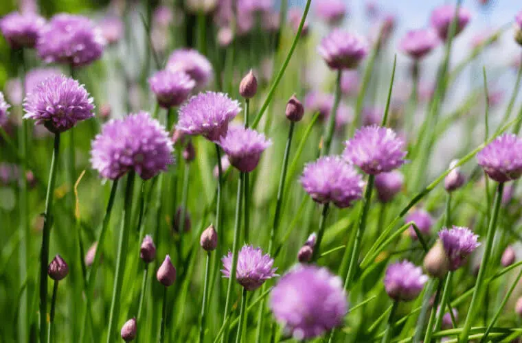 Did you know you can use plants as natural pest control in your garden? Here's how. 5 Chives