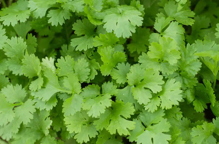 Did you know you can use plants as natural pest control in your garden? Here's how. 9 Coriander