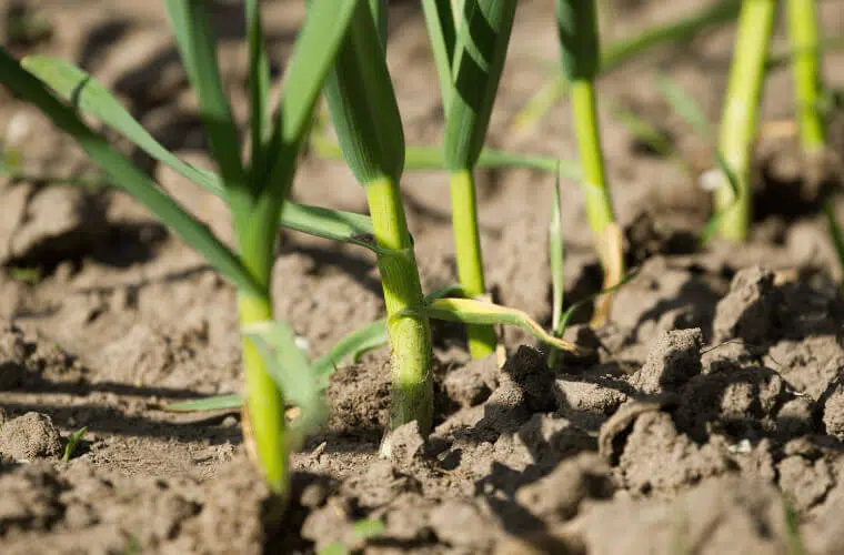 Did you know you can use plants as natural pest control in your garden? Here's how. 6 Garlic