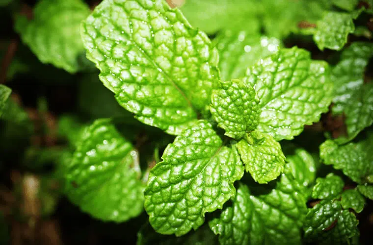 Did you know you can use plants as natural pest control in your garden? Here's how. 7 Mint