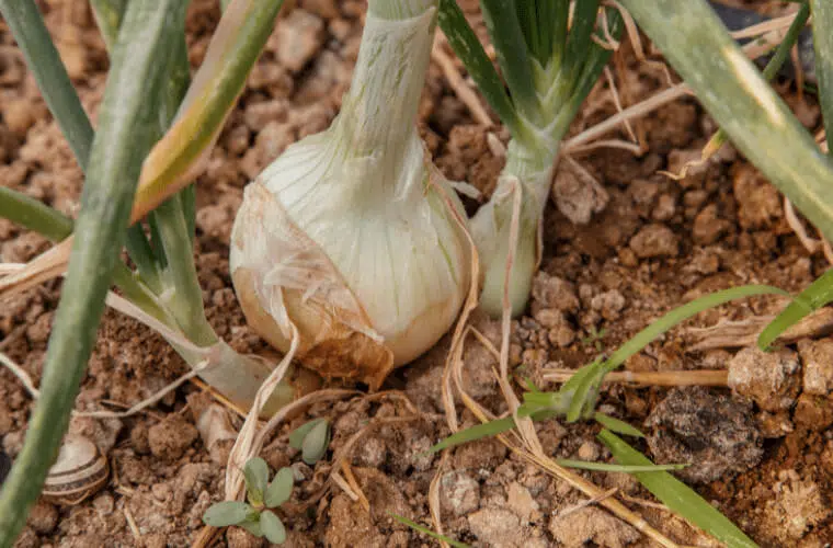 Did you know you can use plants as natural pest control in your garden? Here's how. 8 Onions
