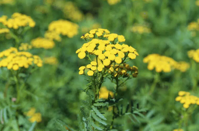 Did you know you can use plants as natural pest control in your garden? Here's how. 10 Tansy
