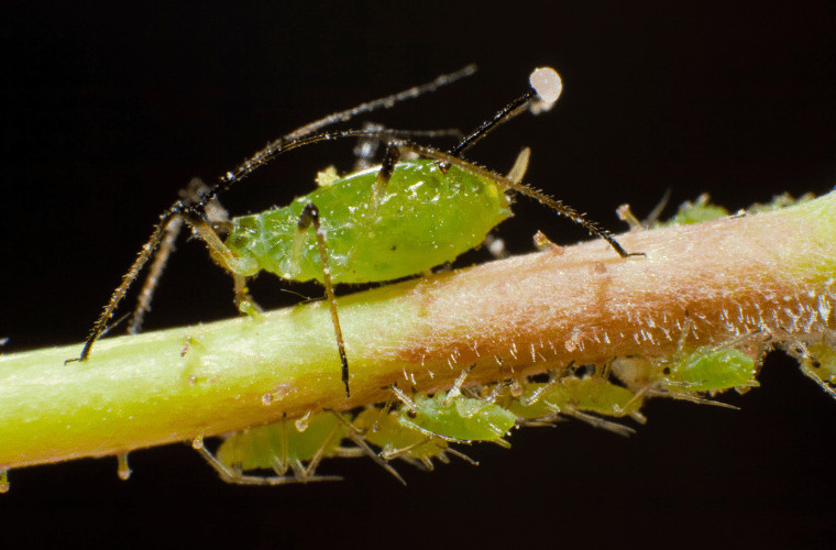 Garden pests