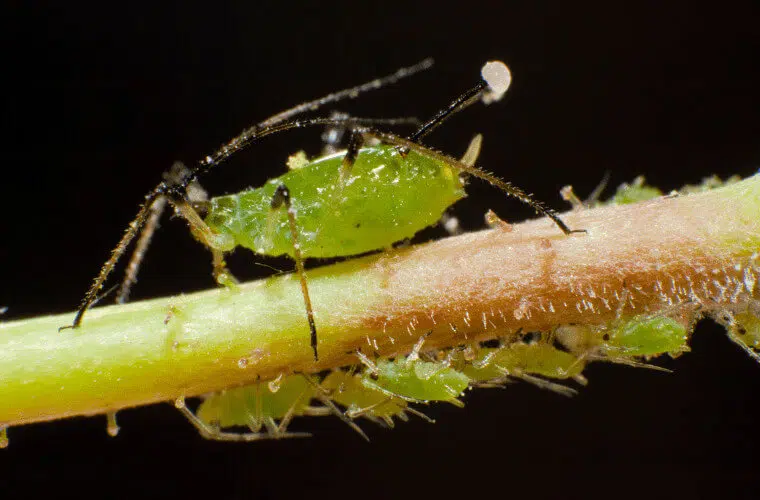 Did you know you can use plants as natural pest control in your garden? Here's how. 1 Garden pests