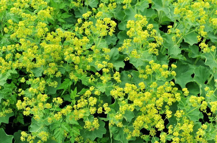 Revealed: the british royal family's favourite flowers 40 Duchess of cornwall favourite flower