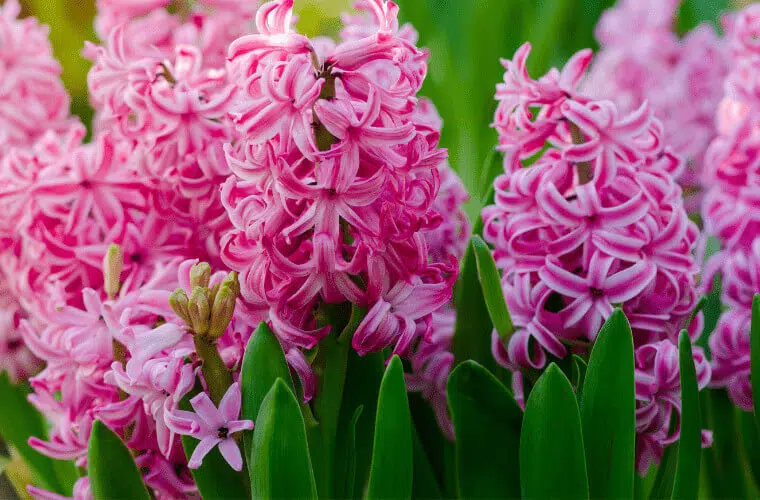 Revealed: the british royal family's favourite flowers 23 Royal family favourite flowers