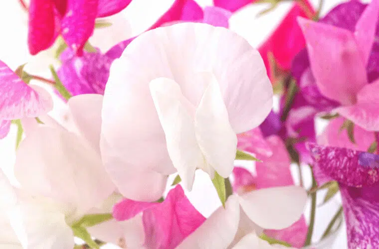 Revealed: the british royal family's favourite flowers 43 Sweet pea royal family favourite