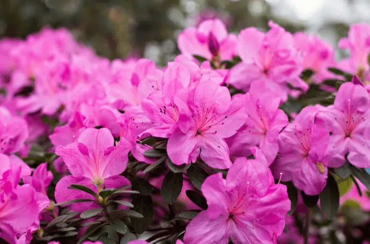 Revealed: the british royal family's favourite flowers 42 Royal family's favourite flowers