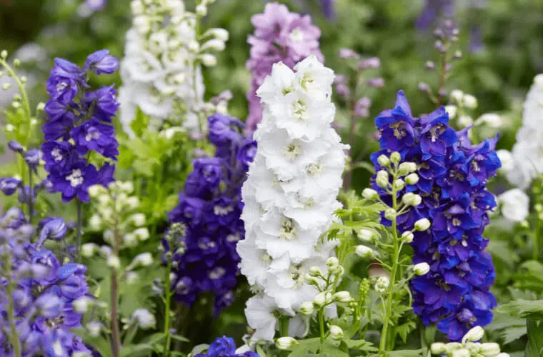 Revealed: the british royal family's favourite flowers 39 Royal family's favourite flowers