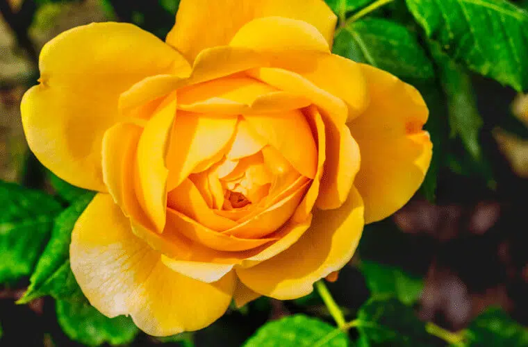 Revealed: the british royal family's favourite flowers 45 Celebration rose