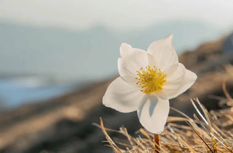 Revealed: the british royal family's favourite flowers 41 Princess anne's favourite flower