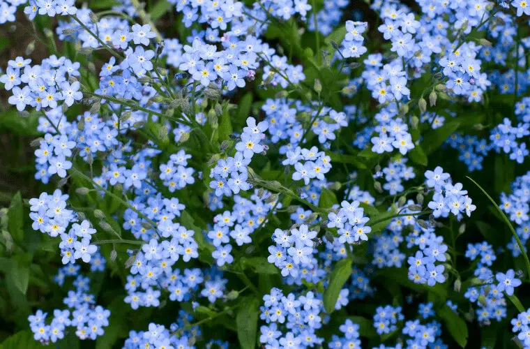 Revealed: the british royal family's favourite flowers 33 Princess diana's favourite flowers