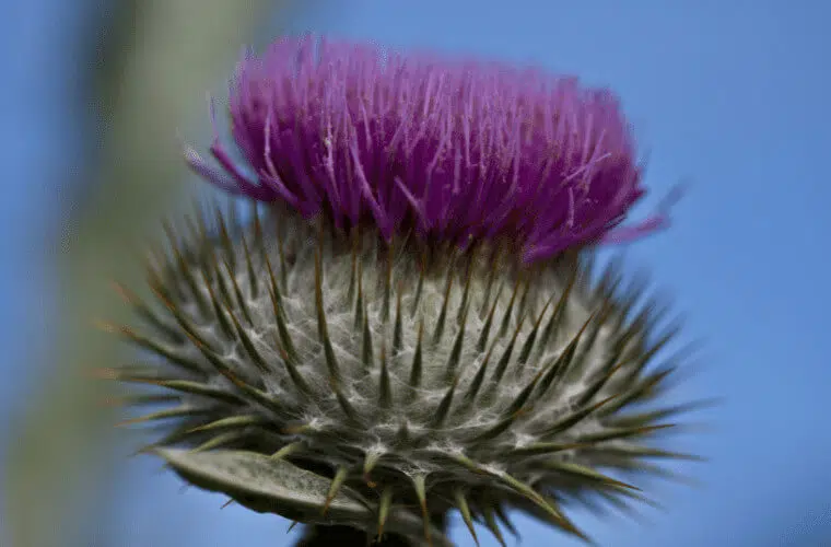 Revealed: the british royal family's favourite flowers 9 Royal family's favourite flowers revealed