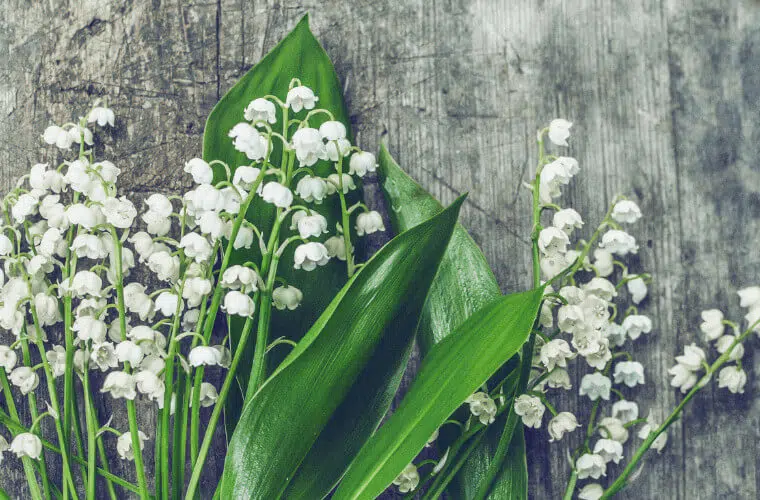 Revealed: the british royal family's favourite flowers 78 Lily of the valley