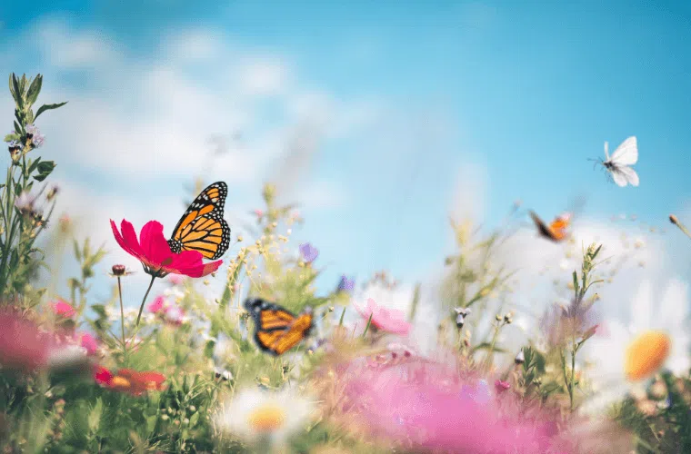 Orange and white butterflies in a british wildflower meadow