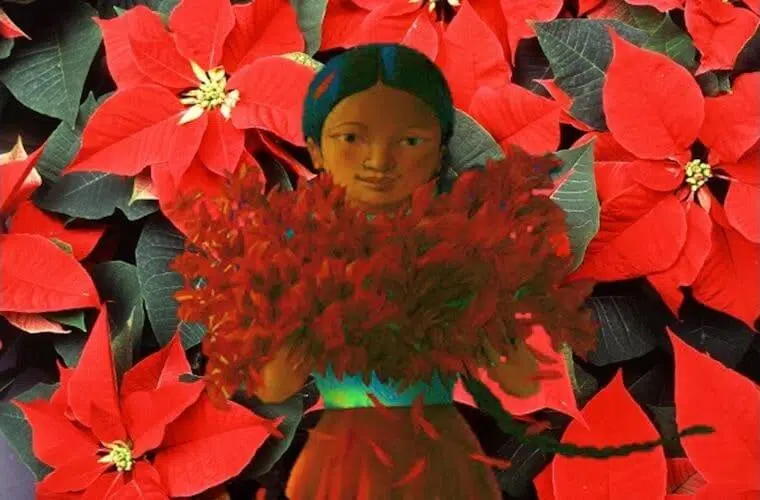 Legend and history of poinsettia