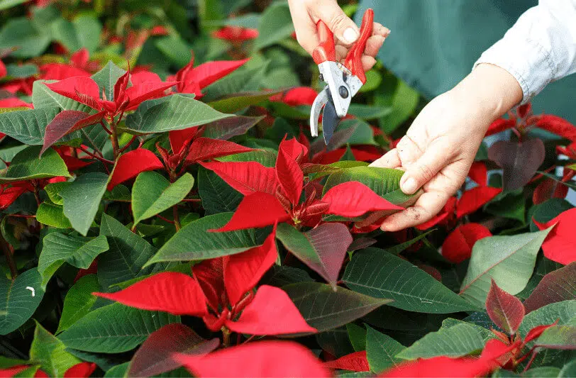 Caring for poinsettia