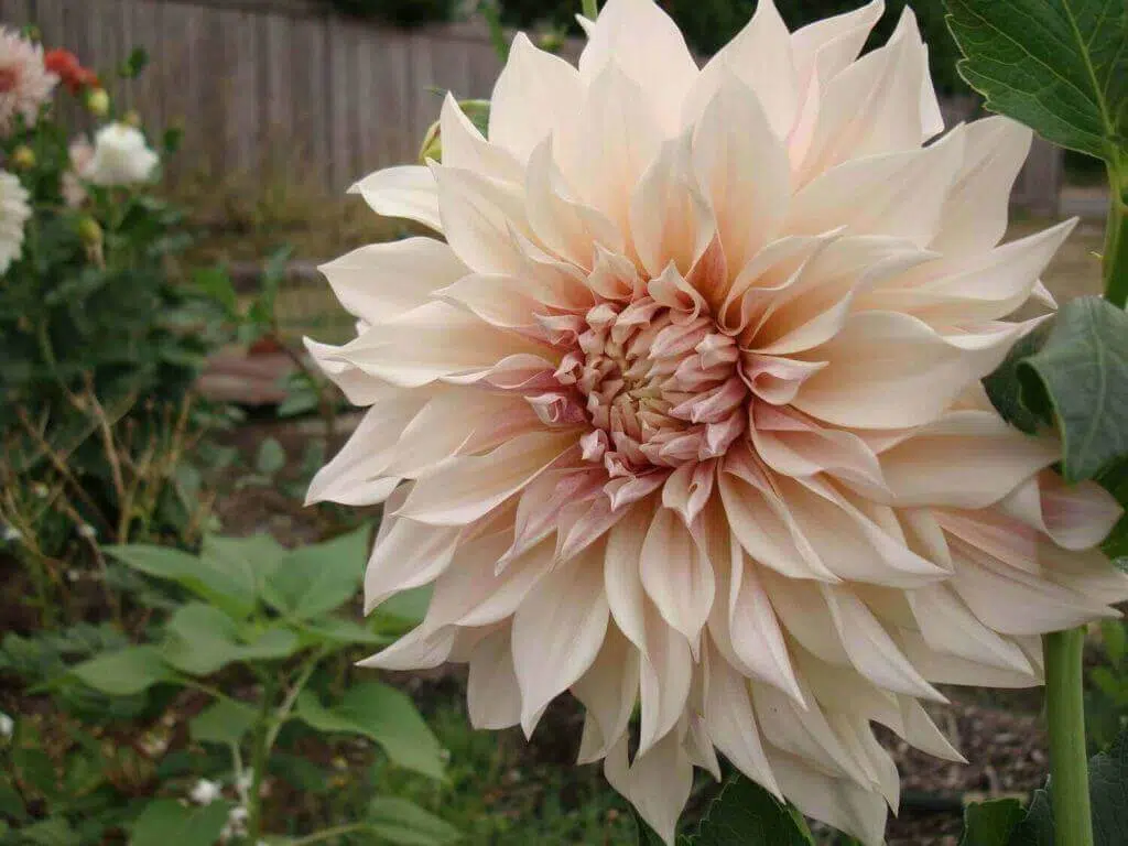 Cafe au lait dahlia