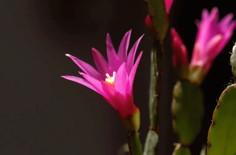 The easter cactus, a popular easter flower