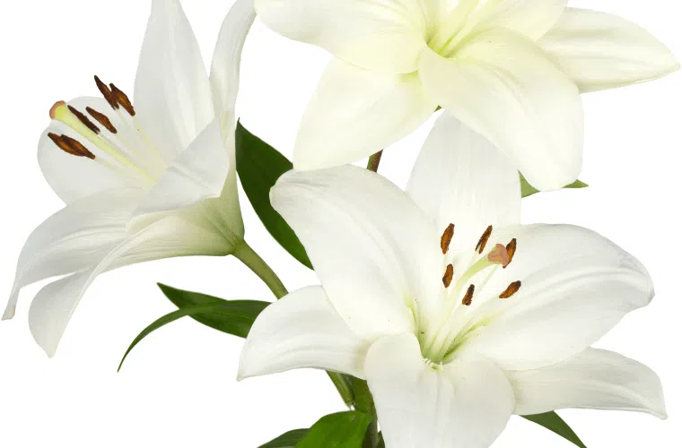 The easter lily is a popular easter flower