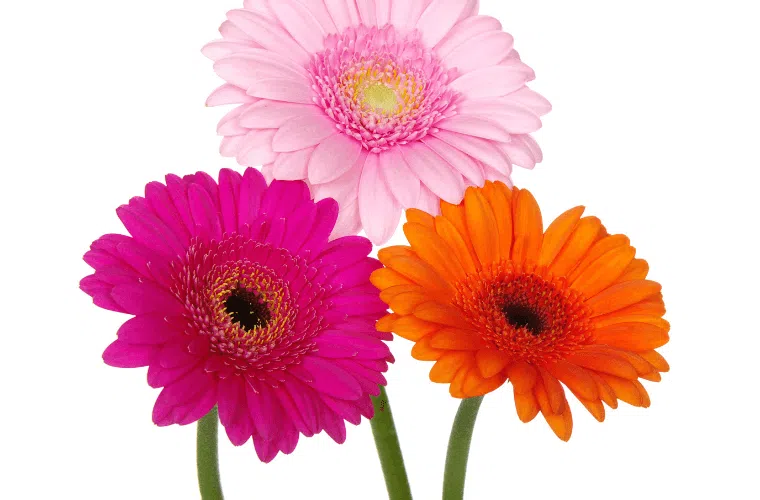 The gerbera daisy, a popular easter flower