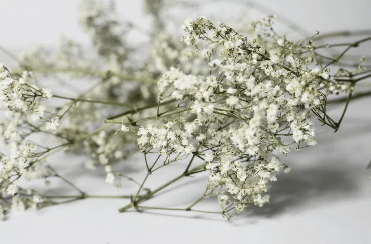 Gypsophila, a popular easter flower