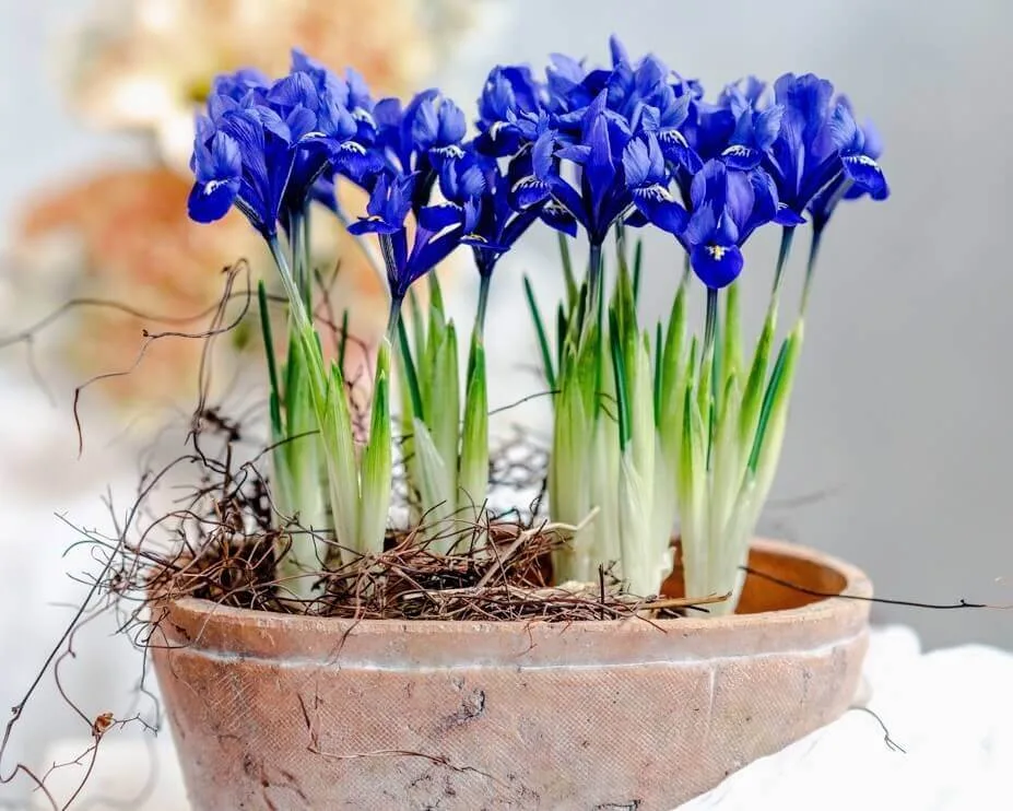 Iris bulbs flowering for easter