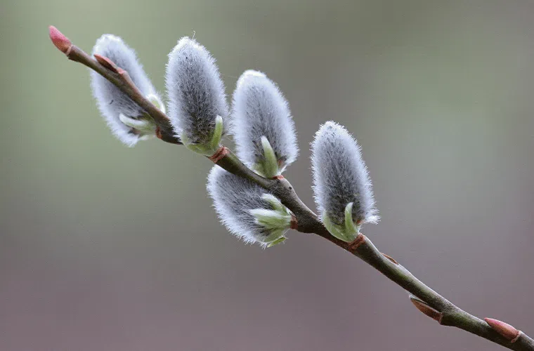 Pussy willow, an unusual addition to an easter bouquet