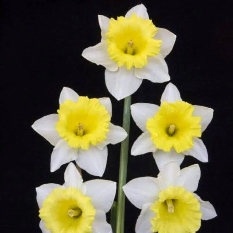 Georgie boy daffodil