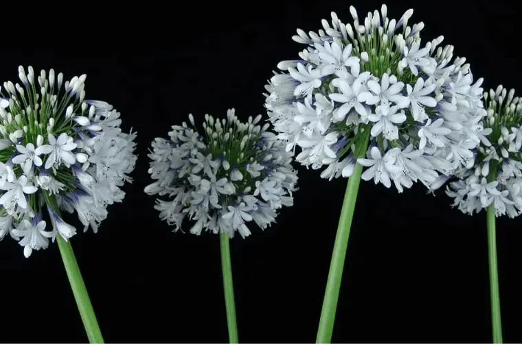Queen mum agapanthus